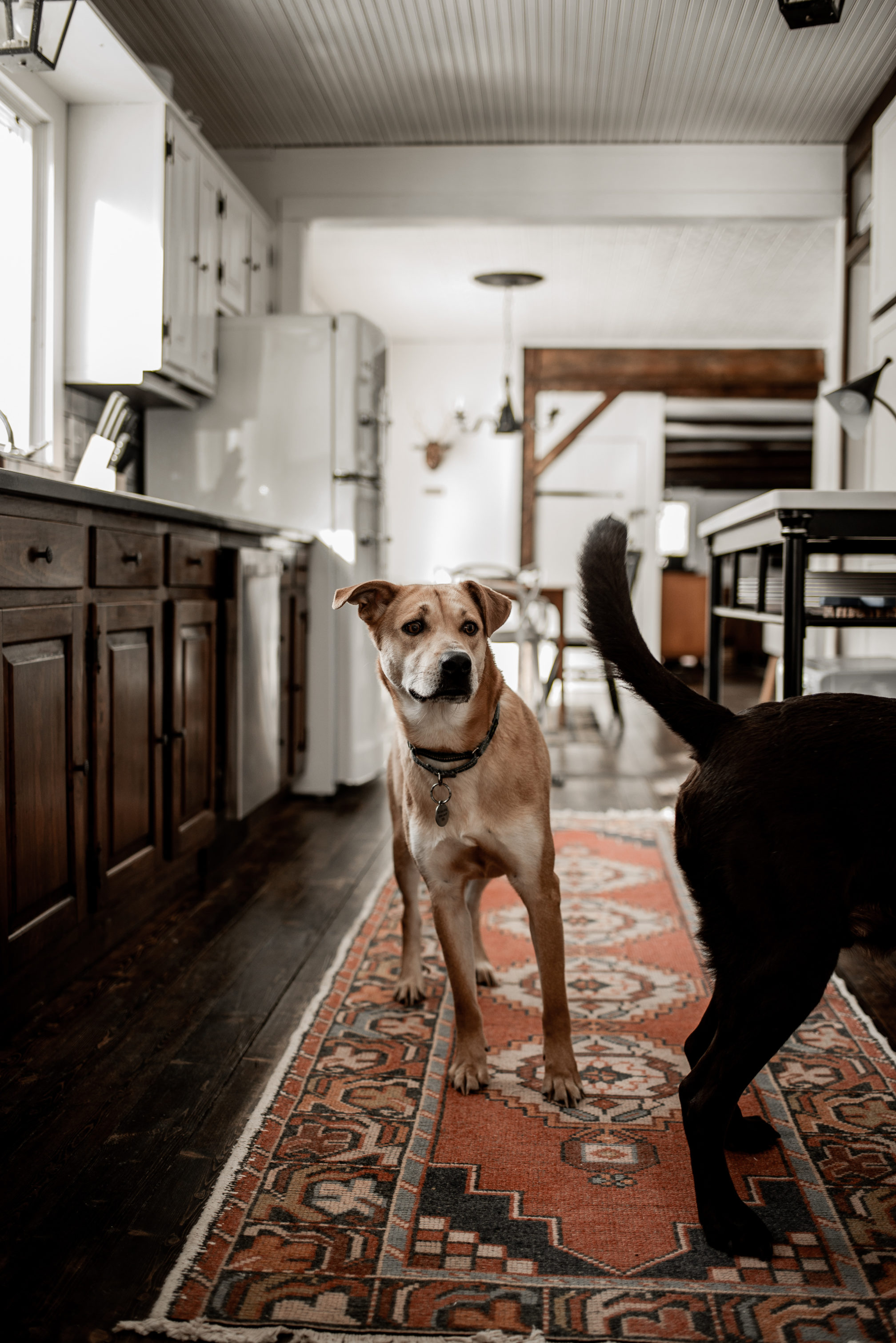 pet-friendly-adirondack-cabin-rental-warner-s-camp-kilim-rug-kitchen-dog-subway-tile
